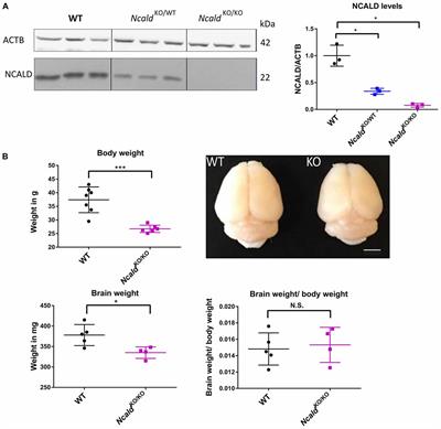 Neurocalcin Delta Knockout Impairs Adult Neurogenesis Whereas Half Reduction Is Not Pathological